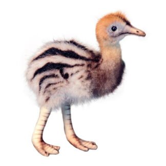 Bird - Cassowary Baby [15cm]